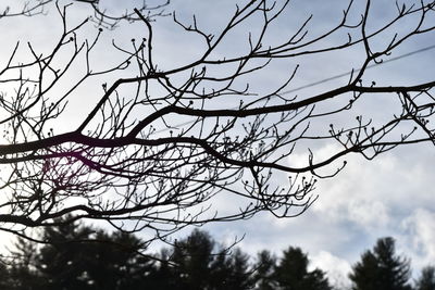 Low angle view of bare trees against sky