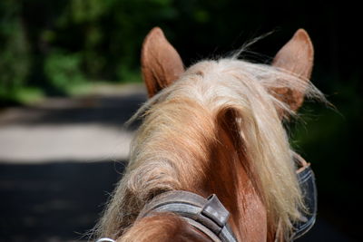 Close-up of a harnessed horse