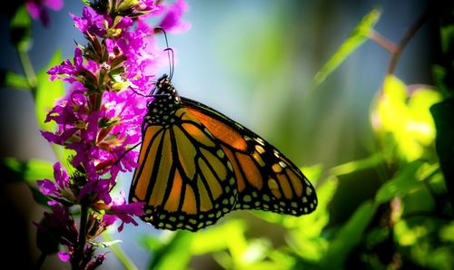 butterfly - insect