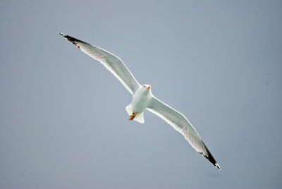 Low angle view of seagull flying in sky