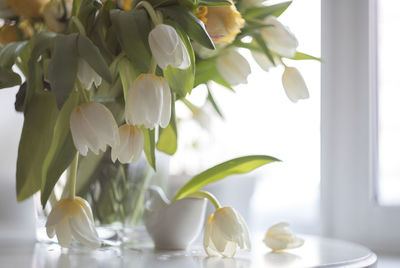 Close-up of white flowering plant in vase