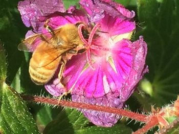 Close-up of bee pollinating on purple flower