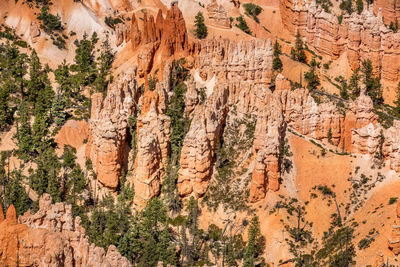 Plants growing on rock