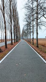 Surface level of road along bare trees