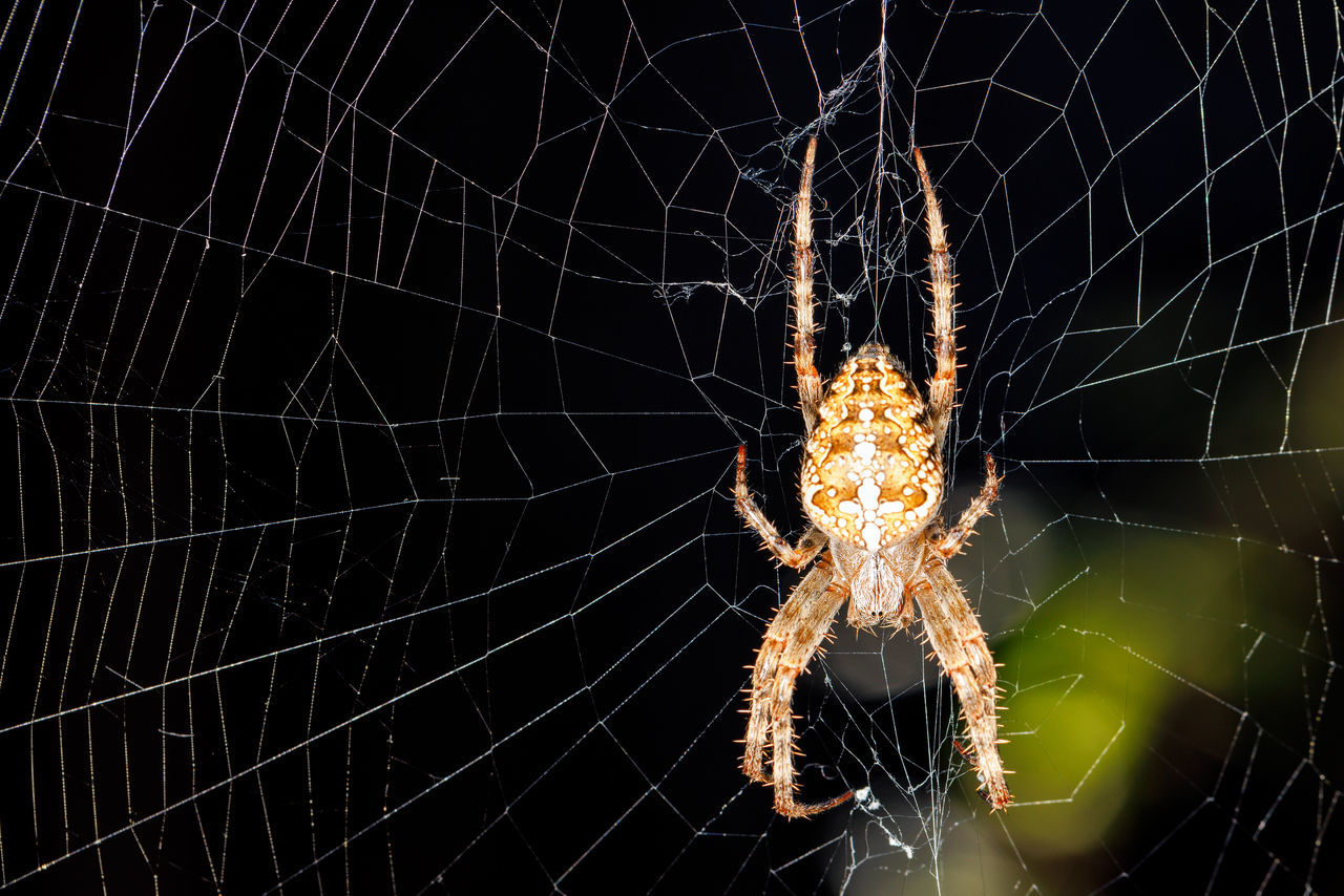 spider web, fragility, animal themes, animal, spider, close-up, arachnid, one animal, animal wildlife, macro photography, focus on foreground, no people, wildlife, insect, nature, animal body part, outdoors, macro, pattern, intricacy, beauty in nature, black background, animal leg