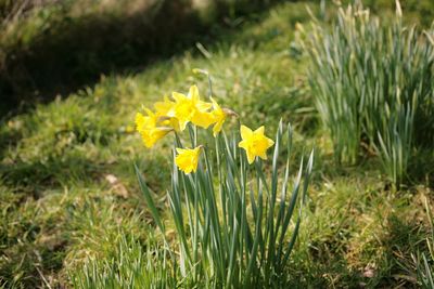 Close-up of white flowers blooming on field