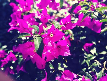 Close-up of pink flowers