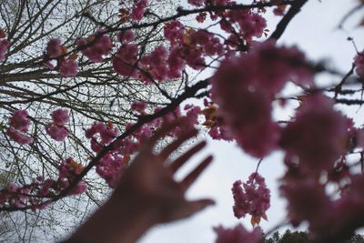 Close-up of hand on tree