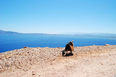 View of a horse on the beach