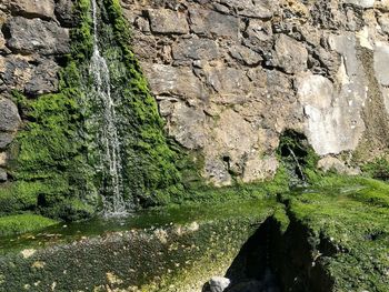 Moss growing on rock