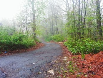 Road passing through forest