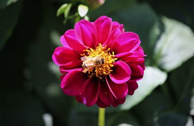 Close-up of bee on pink flower