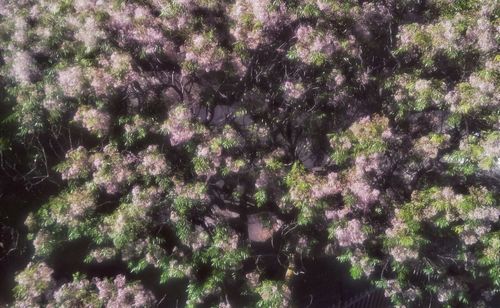 Full frame shot of plants