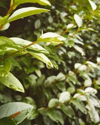 Close-up of leaves against blurred background