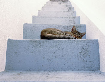 Cat resting on wall