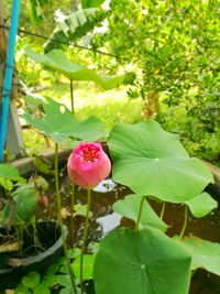 Close-up of pink flowers blooming outdoors