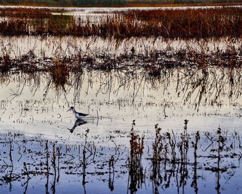 Birds in lake