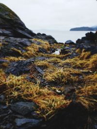 Close-up of rocks by sea against sky