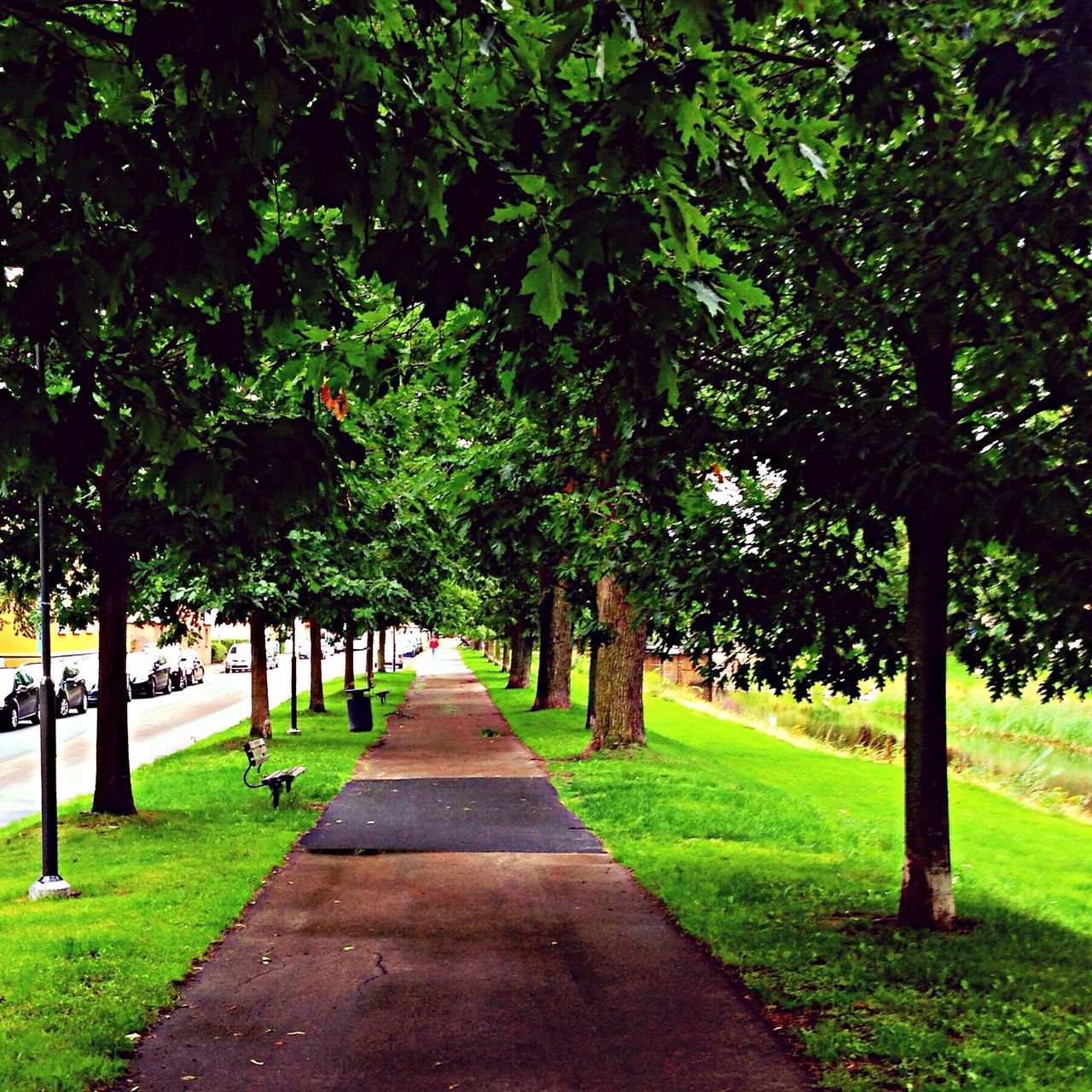 tree, the way forward, grass, footpath, diminishing perspective, treelined, green color, park - man made space, vanishing point, growth, tranquility, walkway, pathway, tree trunk, shadow, nature, sunlight, empty, road, transportation