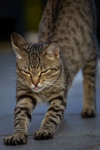 Close-up of a cat