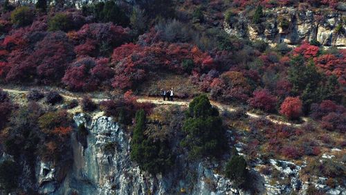 Scenic view of trees by rocks during autumn