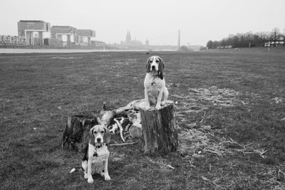 Portrait of dog sitting on grass