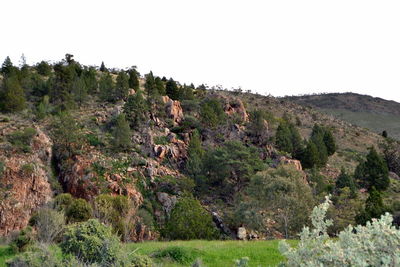 Trees on landscape against clear sky