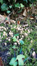 Close-up of mushrooms