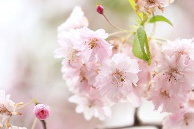 Close-up of pink cherry blossoms