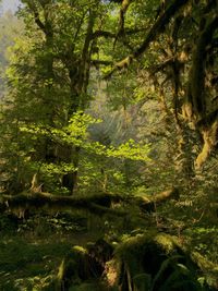 Trees in forest