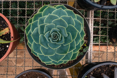 High angle view of potted plants