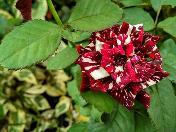 Close-up of red flowering plant