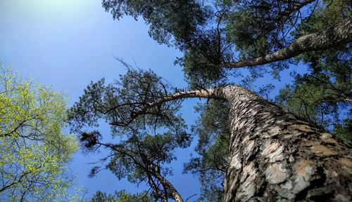 Low angle view of trees against sky