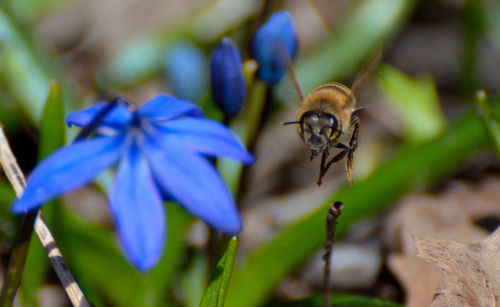 Close-up of insect on purple flower