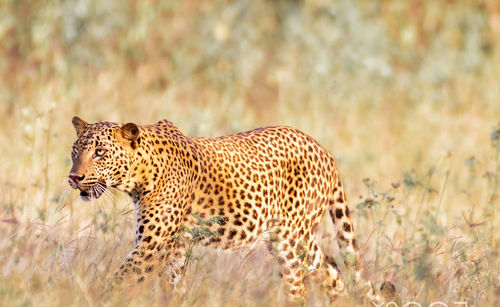 Tiger in a field