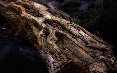 Close-up of tree trunk