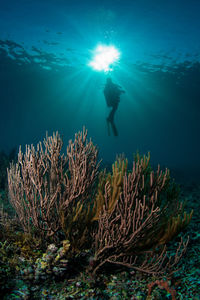 Scuba diver swimming underwater