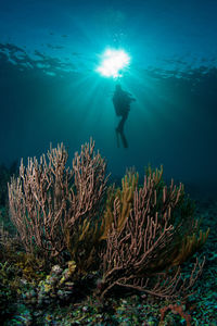 Close-up of coral underwater