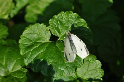 Close-up of butterfly on leaves