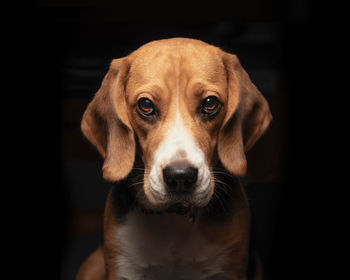 Beagle loving eyes