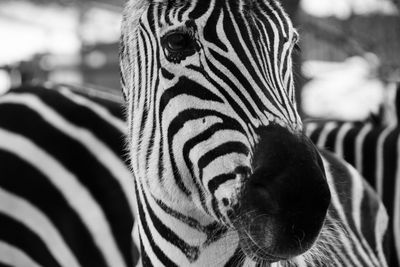 Close-up of zebra