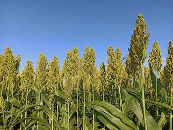 Crops growing on field against clear blue sky