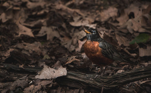 Close-up of bird perching on ground