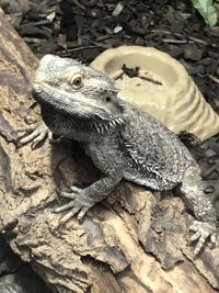 Close-up of lizard on rock