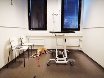 Dog lying on floor at the vet