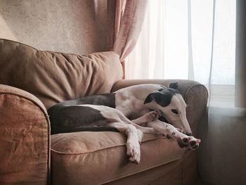 Close-up of dog relaxing on sofa at home