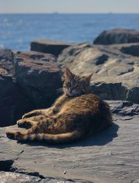 Lying cat, on the seashore in turkey.