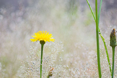 Close-up of yellow flowering plant on field