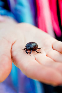 Close-up of human hand holding small