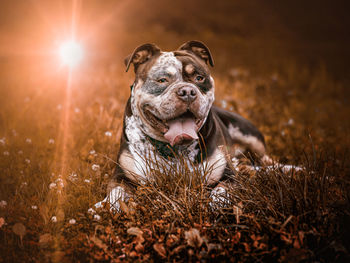 Close-up of dog on field